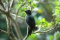 Pic Guadeloupe �Philippe Feldmann