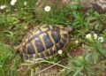 Tortue Hermann Marc Cheylan